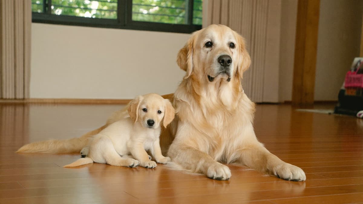 Puppy Growth Stages: From Newborn to Adult Dog