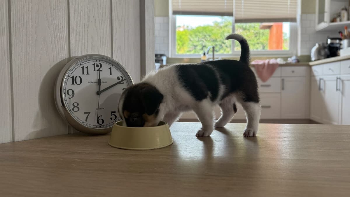 Puppy Schedule: The Daily Routine That Makes Everything Easier