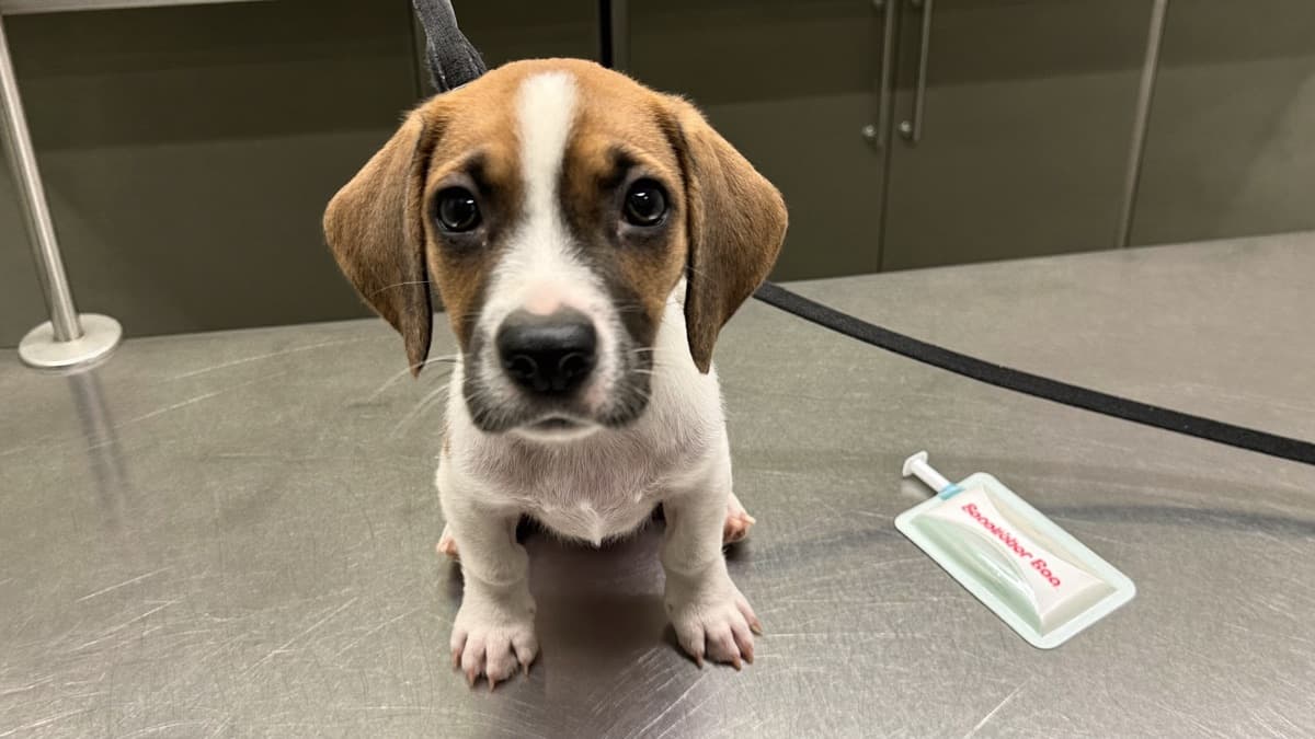 Puppy Vaccination Schedule: What Shots Your Puppy Needs and When