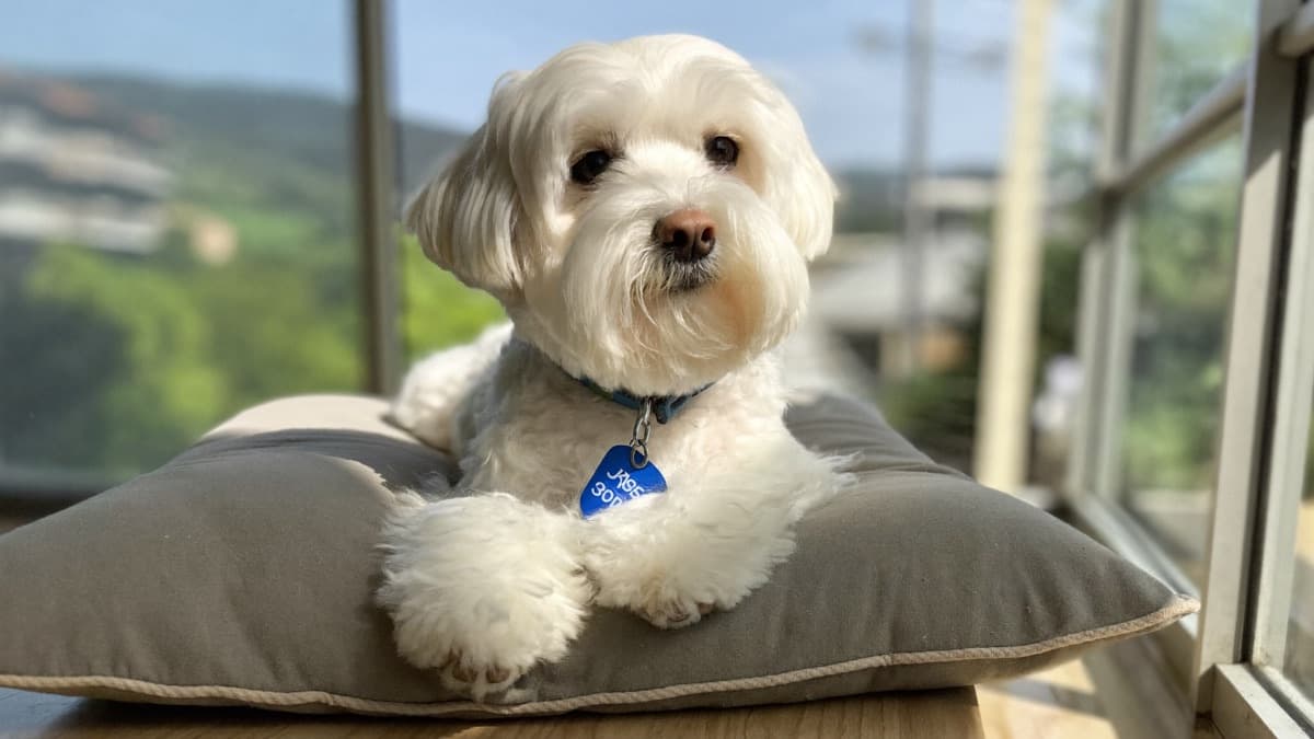 Small Dogs for Adoption in Singapore: Fees, HDB Rules 2026