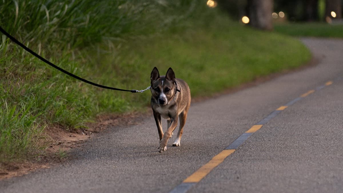 Snake Bites in Dogs: Prevention and Emergency First Aid