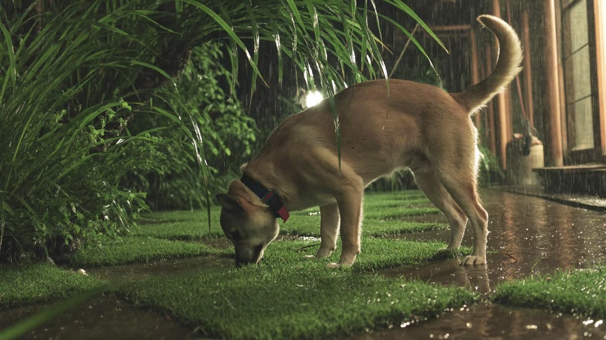 Toad Poisoning in Dogs: Foaming Mouth First Aid That Saves Lives