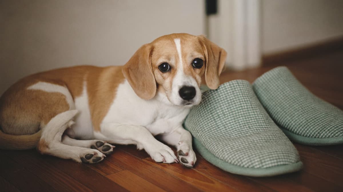 Why Does My Dog Lick My Feet? The Real Reasons