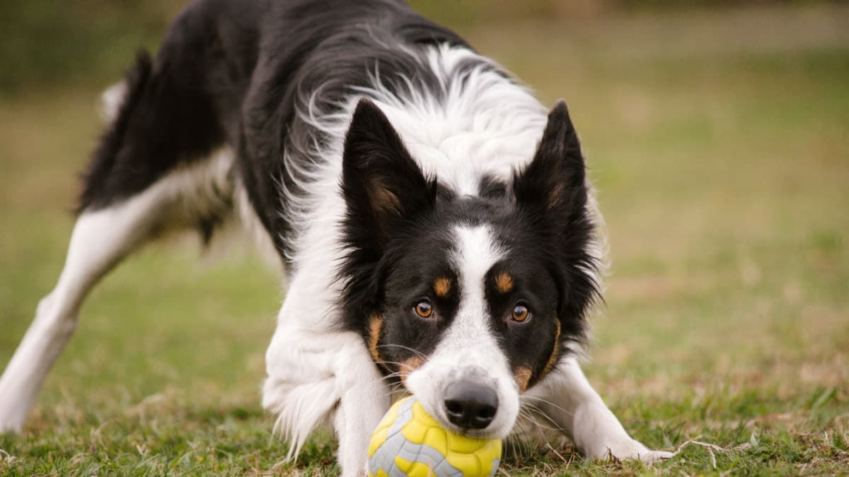 Border Collie: The Smartest Breed Needs a Job — An Honest Tropical Guide