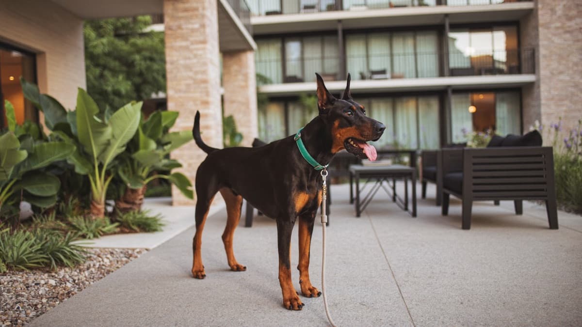 Doberman: Breed Guide, DCM Screening, and Life in the Tropics
