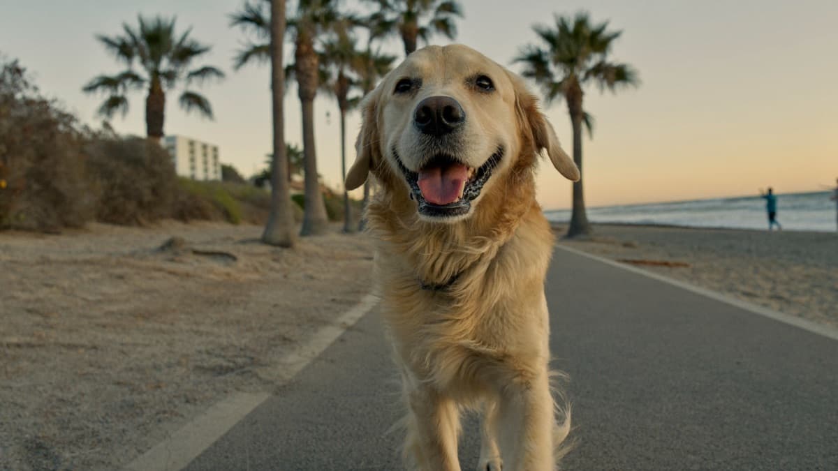 Golden Retriever: Breed Guide, Cancer Honesty, and Tropical Heat