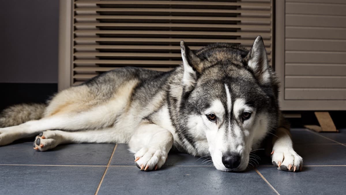 Siberian Husky: The Honest Guide to Owning One in the Tropics