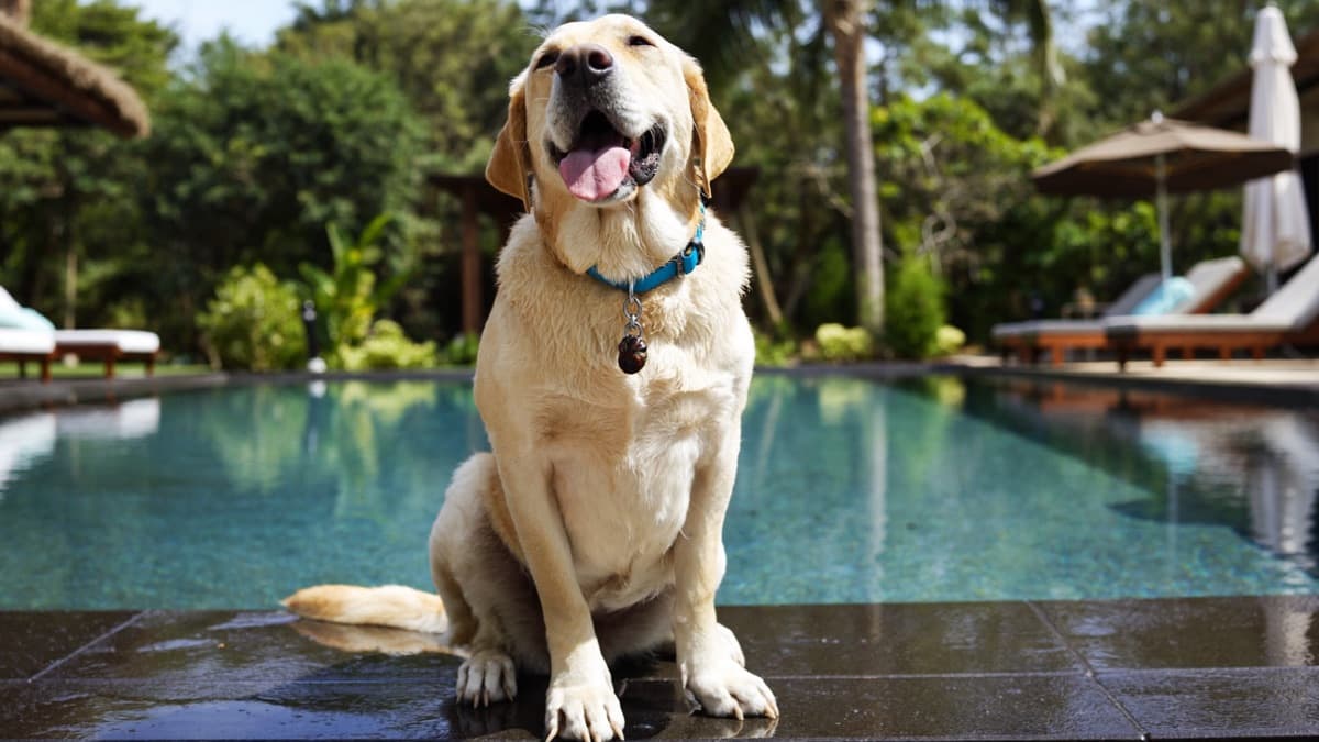 Labrador Retriever: Breed Guide, Obesity, Ears, and Tropical Life