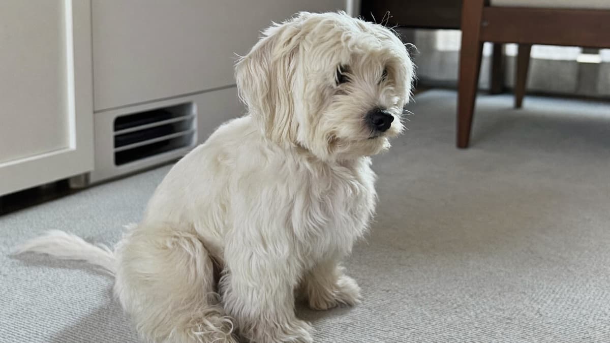 Maltese: Breed Guide, Tear Staining, and Life in a Tropical Flat