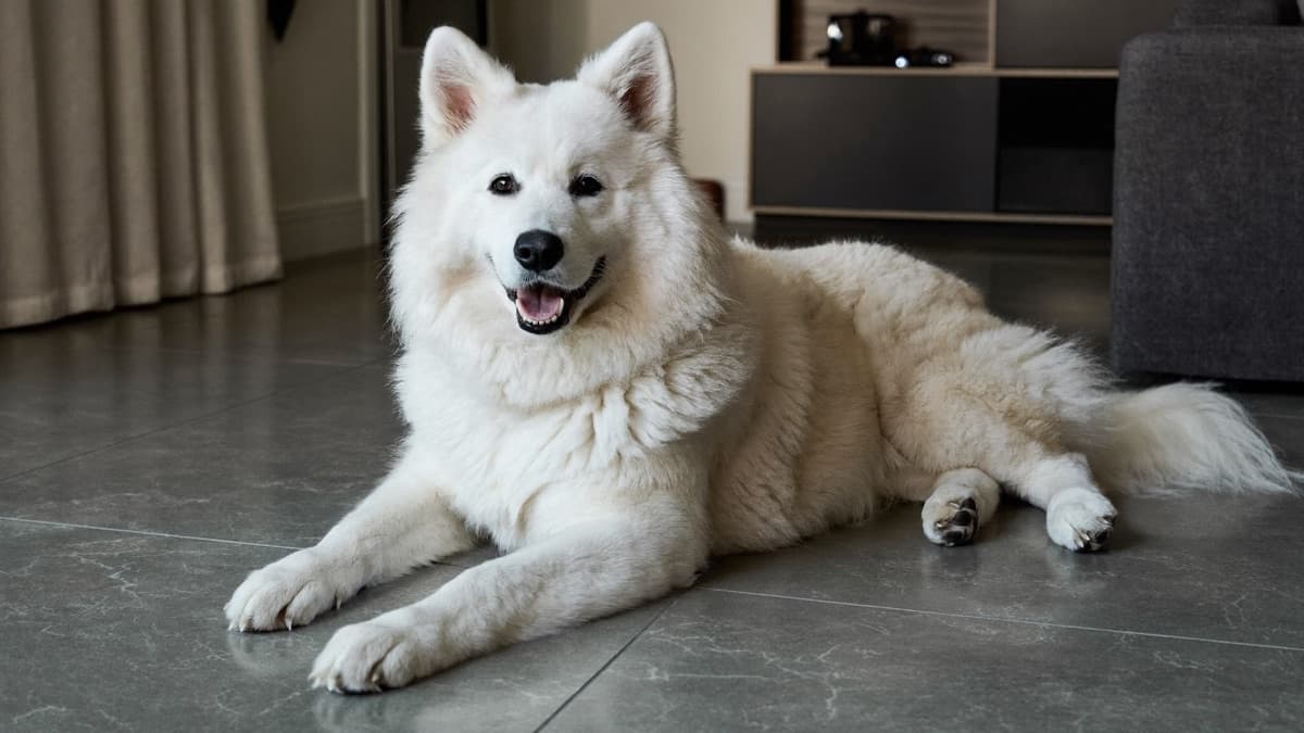 Samoyed: Breed Guide, Temperament, and Life in the Tropics