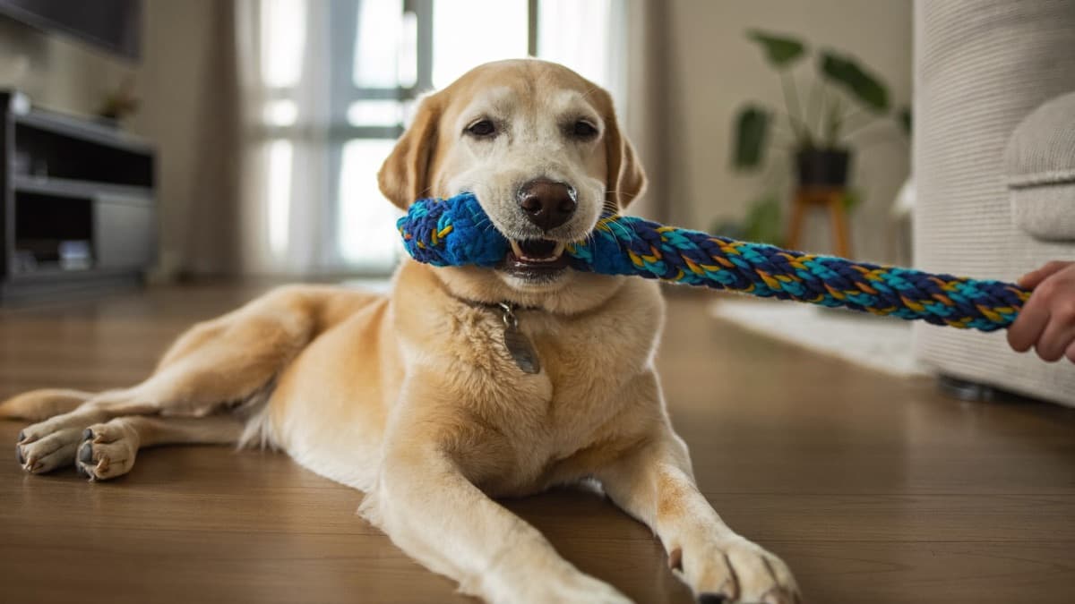 Adult Dog Mouthing: Why Your Grown Dog Still Grabs Hands and How to Stop It