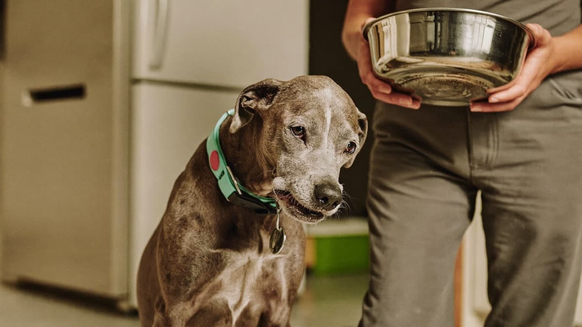 Best Food for Senior Dogs: What Older Dogs Actually Need