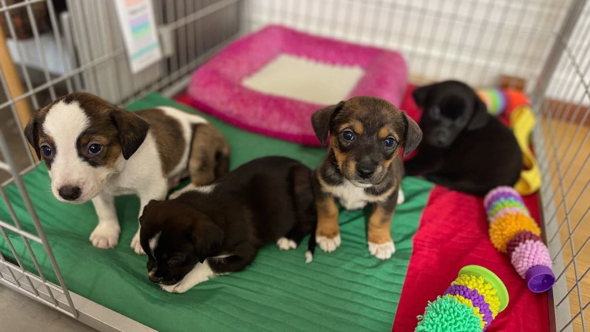 Buying a Puppy in Singapore: The Ethical Buyer's Guide (Prices, Papers, Scams)