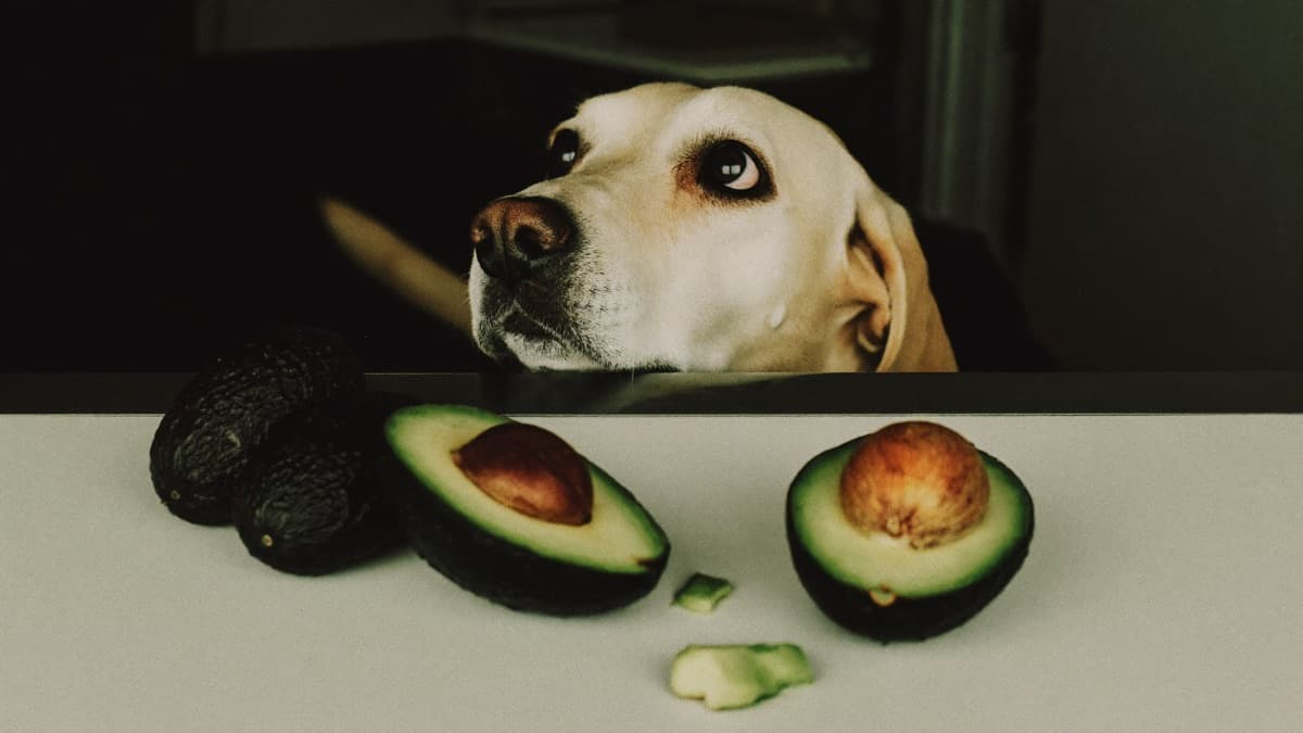 Can Dogs Eat Avocado? Persin, Pits, and What Vets Really Say