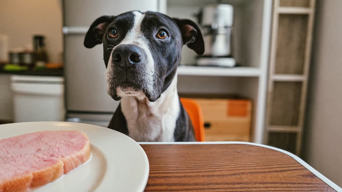Can Dogs Eat Chicken? A Vet-Informed Guide for Singapore and Malaysia