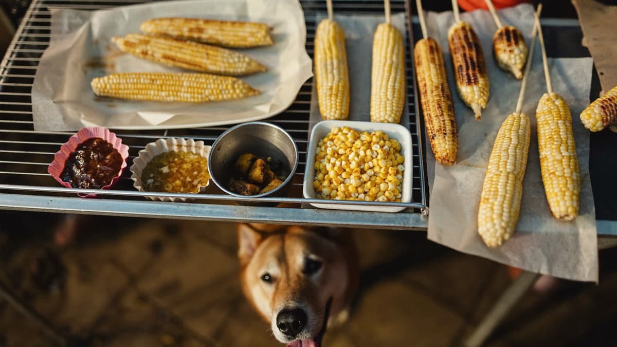 Can Dogs Eat Corn? A Vet-Informed Guide for Singapore and Malaysia