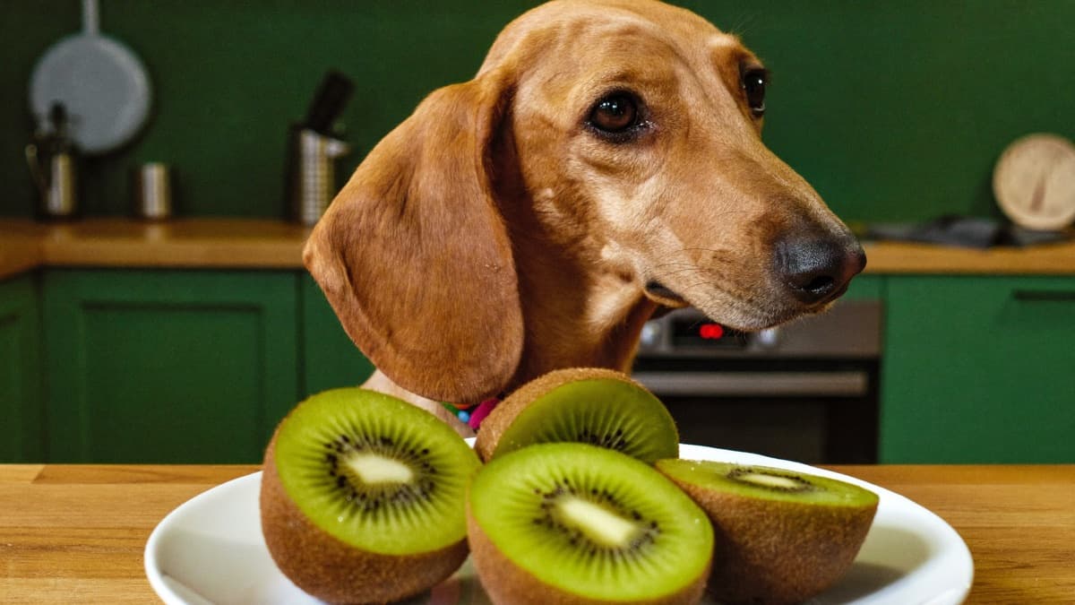 Can Dogs Eat Kiwi? Safe Portions, Skin and Seeds Explained