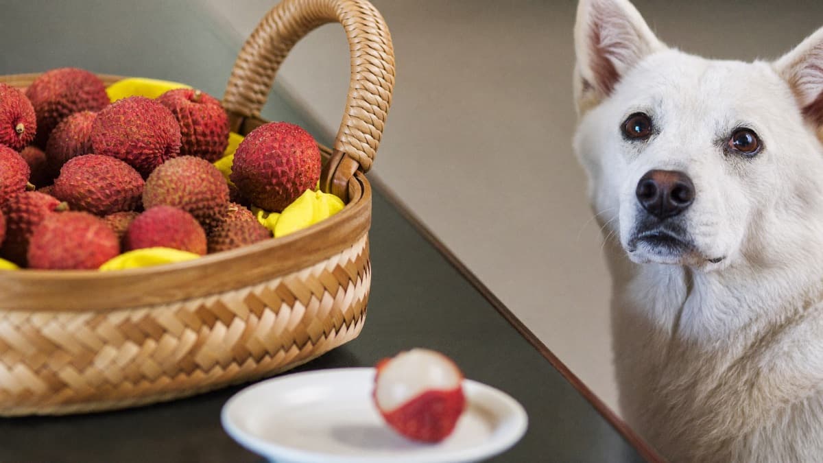 Can Dogs Eat Lychee? Flesh Yes, Seed and Peel Never