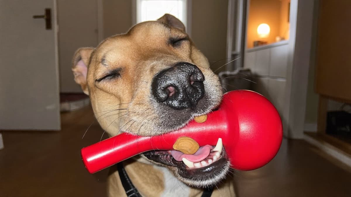 Can Dogs Eat Peanut Butter? A Vet-Informed Guide for Singapore and Malaysia