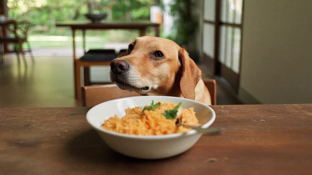 Can Dogs Eat Sweet Potato? Yes — Cooked and Plain