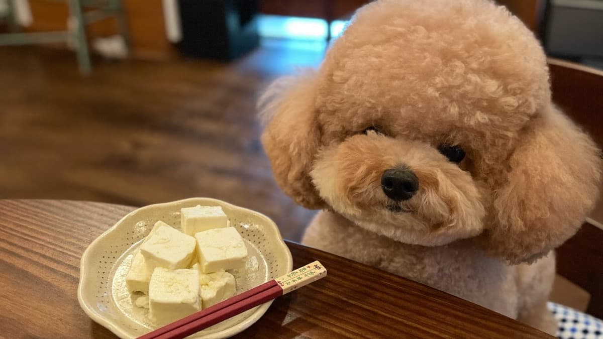 Can Dogs Eat Tofu? Fried, Silken and Tau Pok Explained
