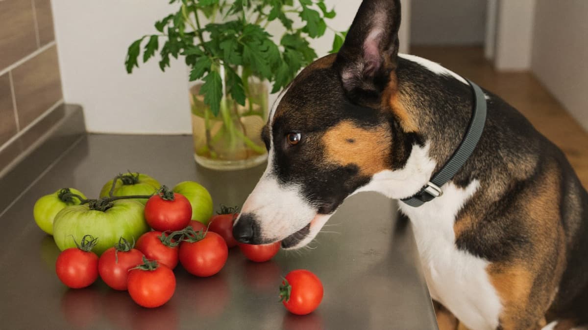 Can Dogs Eat Tomato? Ripe vs Green, Plants, and Sauces