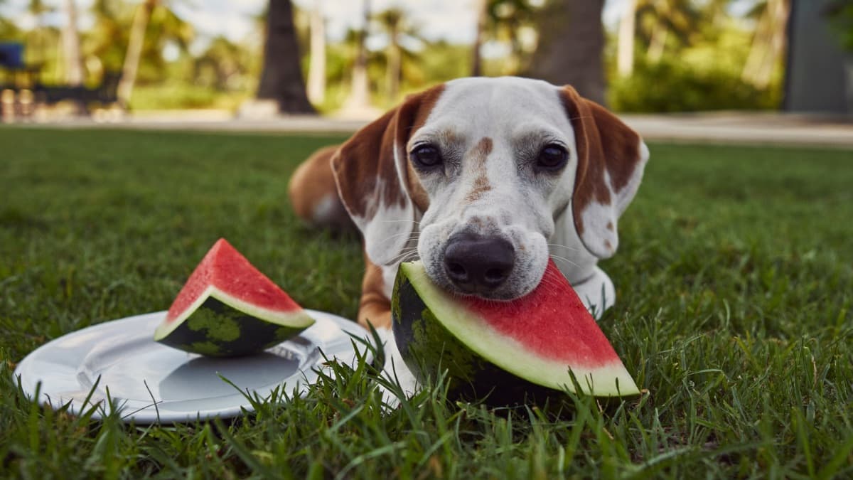 Can Dogs Eat Watermelon? The Perfect Hot-Weather Dog Treat