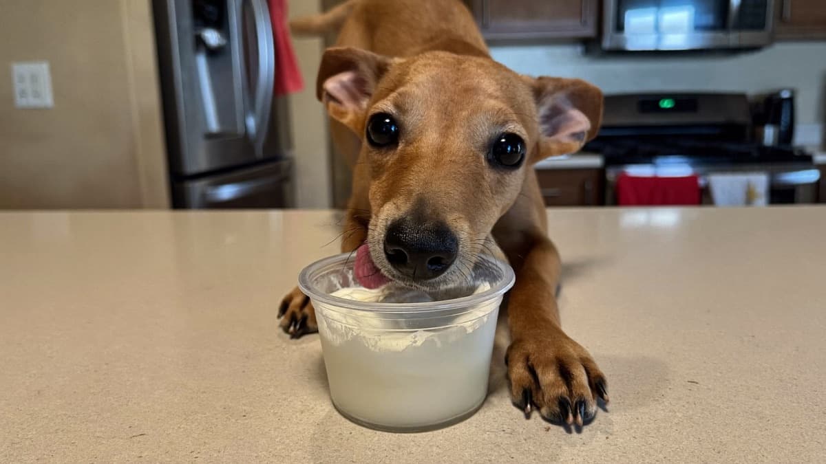 Can Dogs Eat Yogurt? A Vet-Informed Guide for Singapore and Malaysia