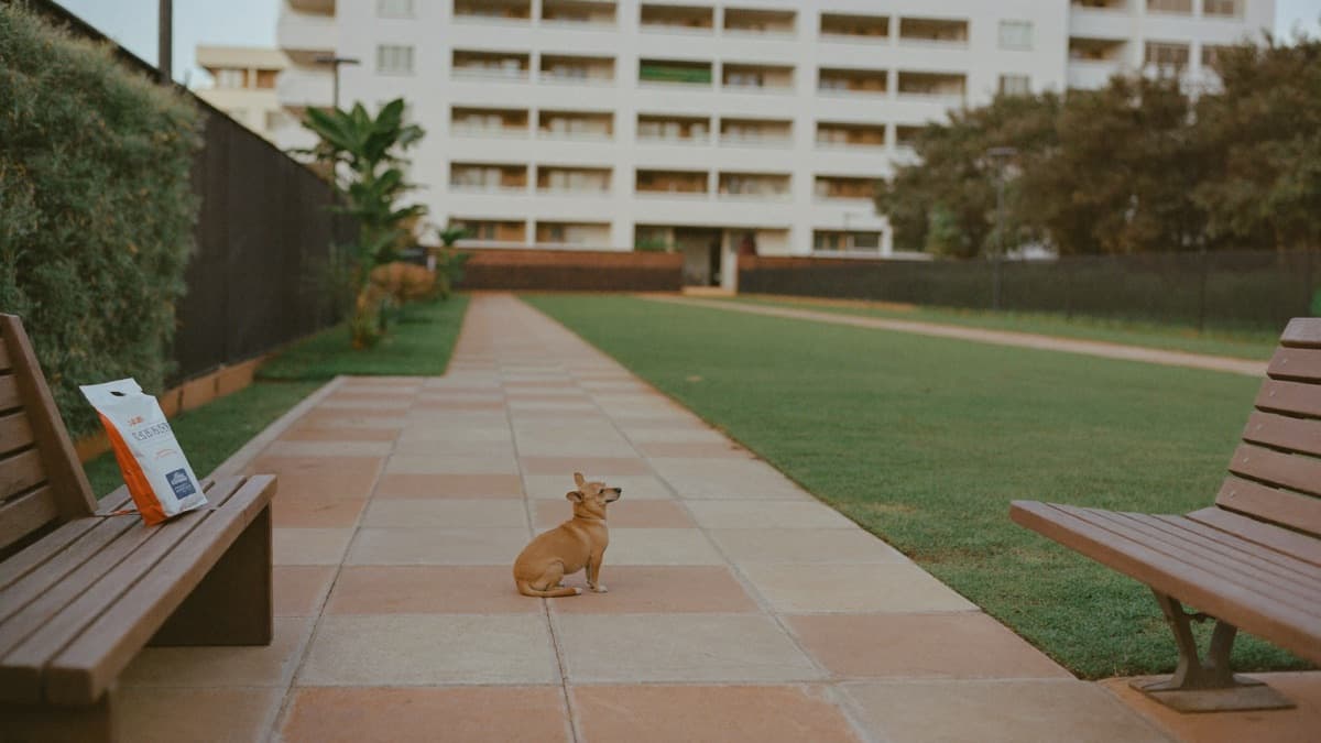 Desensitisation and Counterconditioning for Dogs: The Owner's Guide