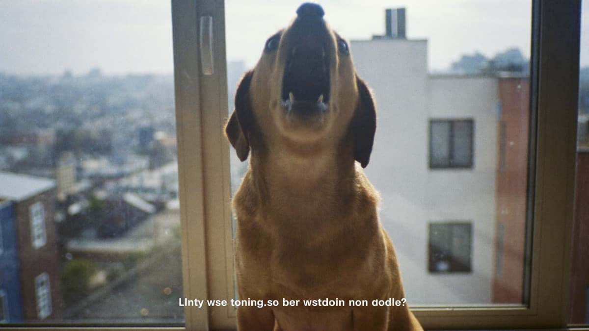 How to Stop Dog Barking in an Apartment (HDB and Condo Guide)