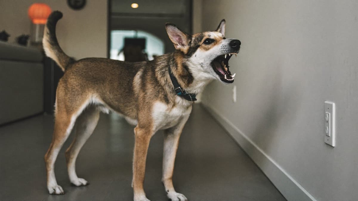 Dog Barking at Nothing? What Your Dog Hears That You Can't