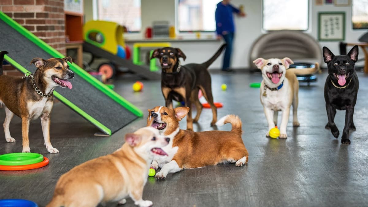 Dog Boarding & Daycare in Singapore & Malaysia: Options, Prices and Checklists