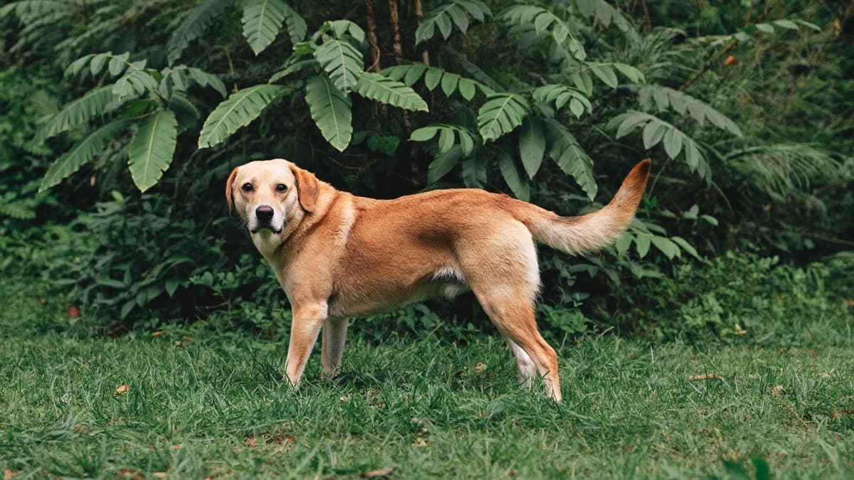 Dog Constipation: Safe Home Help and the Red Flags