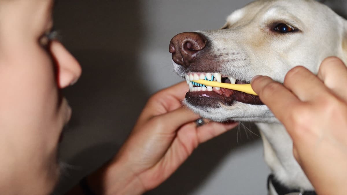 Dog Dental Care: Brushing, Chews and Professional Cleaning Explained