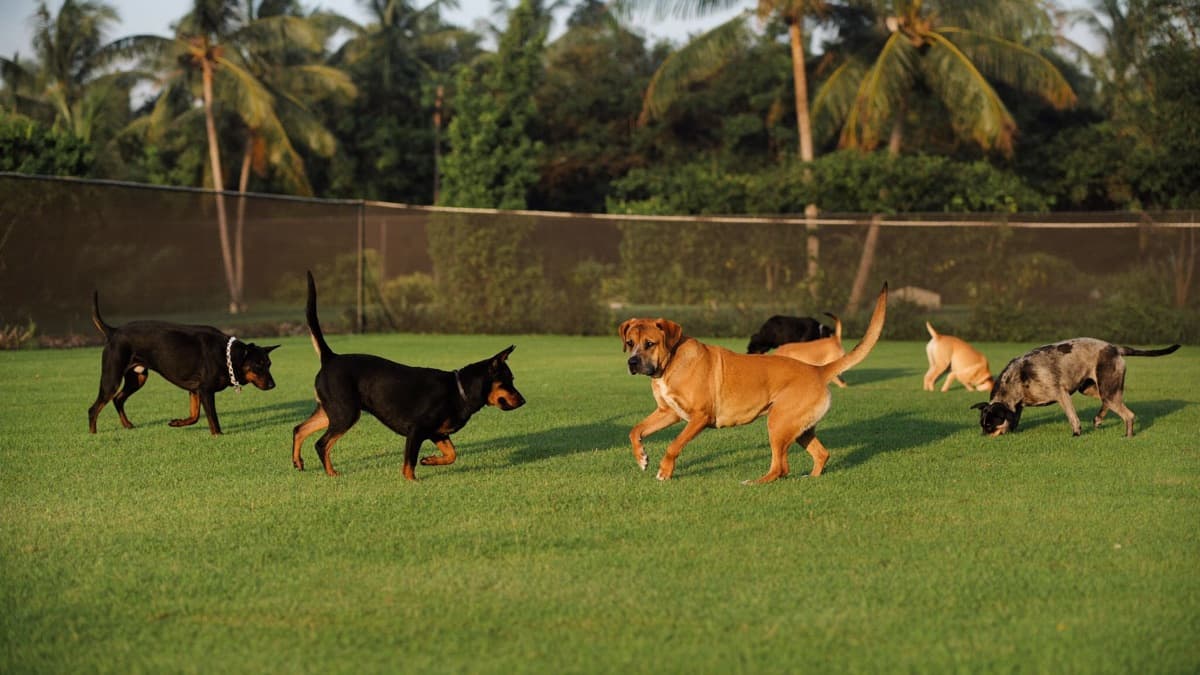 Dog Events & Community in Singapore & Malaysia: Runs, Expos and Volunteering