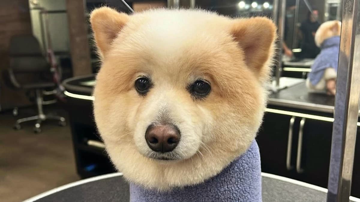 Dog Grooming in Singapore & Malaysia: Prices, Frequency and What's Included