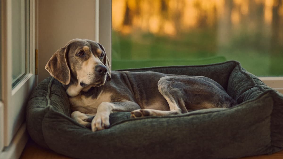 Dog Hospice Care: Comfort-First Care When Cure Isn't the Goal