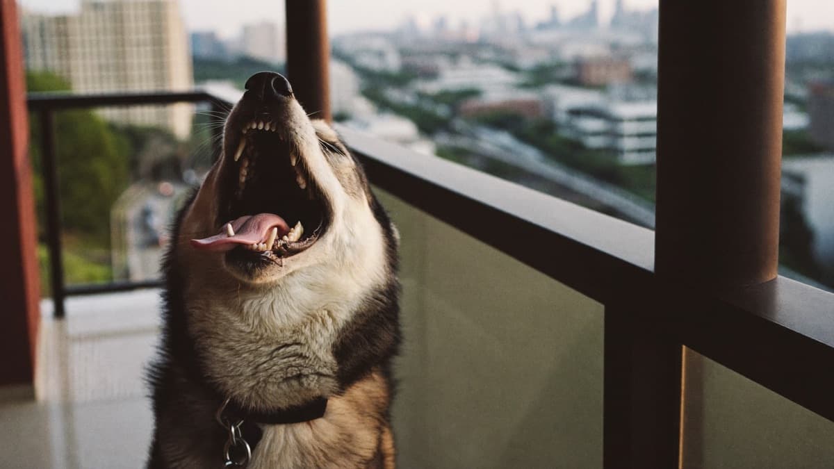 Dog Howling: Why Dogs Howl at Sirens, Alone Time, and Nothing