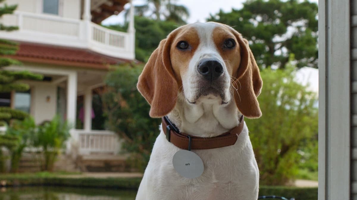 Dog Licence in Malaysia: RM10–60/Year, Limits, Fines (2026)