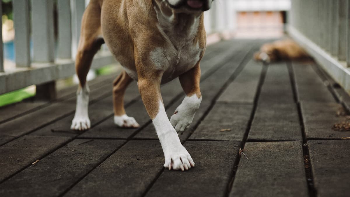 Dog Limping: How to Tell a Sore Paw From an Emergency