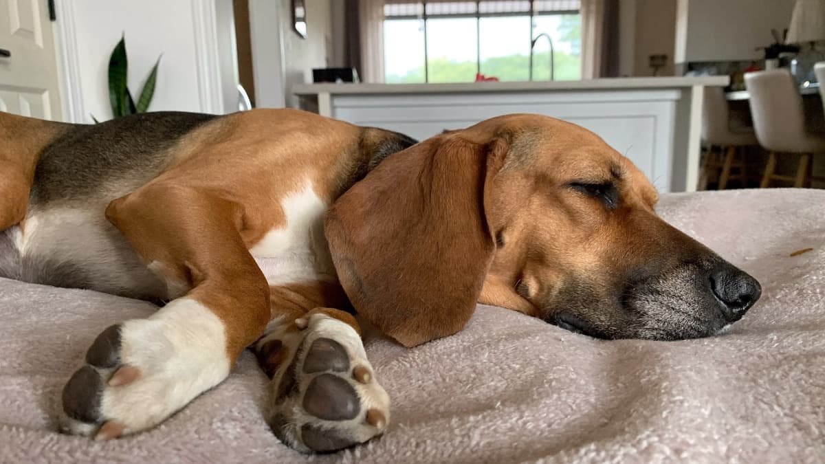 Dog Lumps and Bumps: The Decision Tree Every Owner Needs