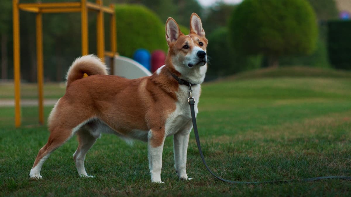 Dog Nipping at Children: Why It Happens and How to Stop It Safely