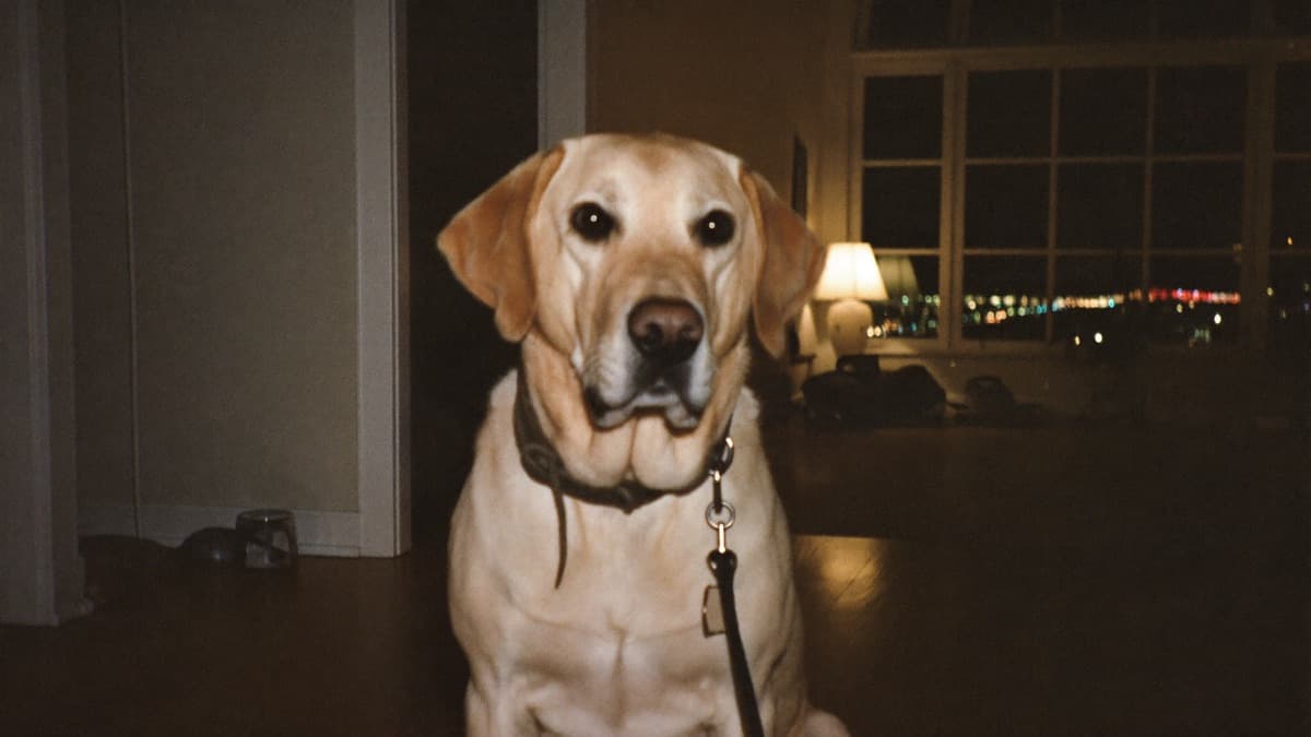 Dog Pacing and Restless? Causes From Pain to Bloat to Sundowning