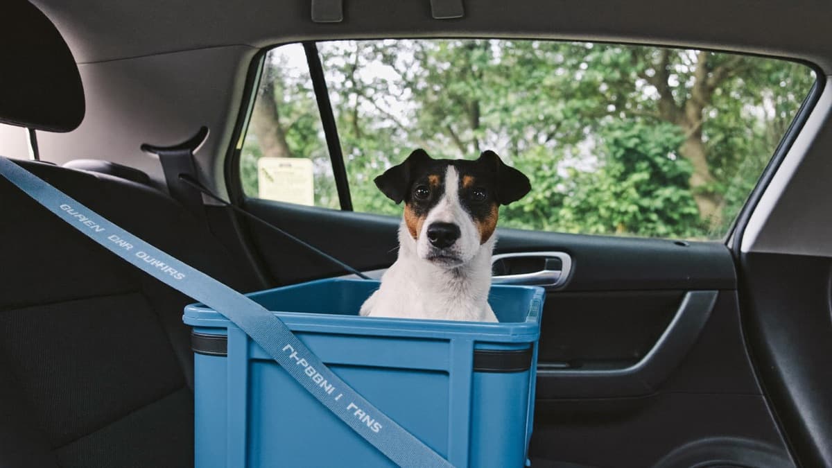Dog Scared of Car Rides? Untangling Motion Sickness from Fear