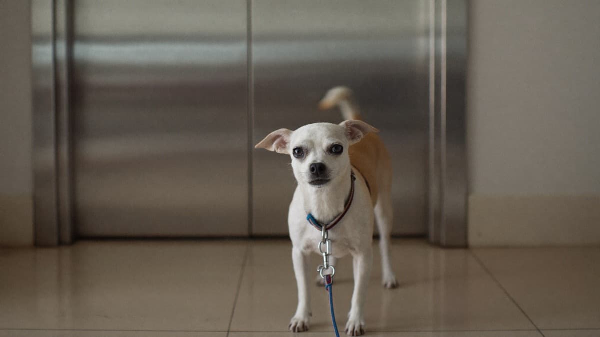 Dog Scared of Lifts? An HDB Training Plan That Actually Works