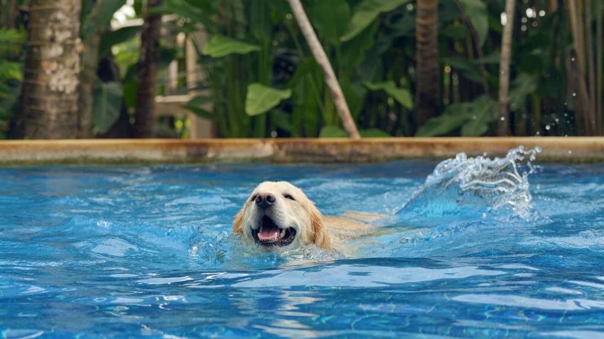 Dog Swimming in Singapore: Pools, Tanjong Beach and First-Swim Safety