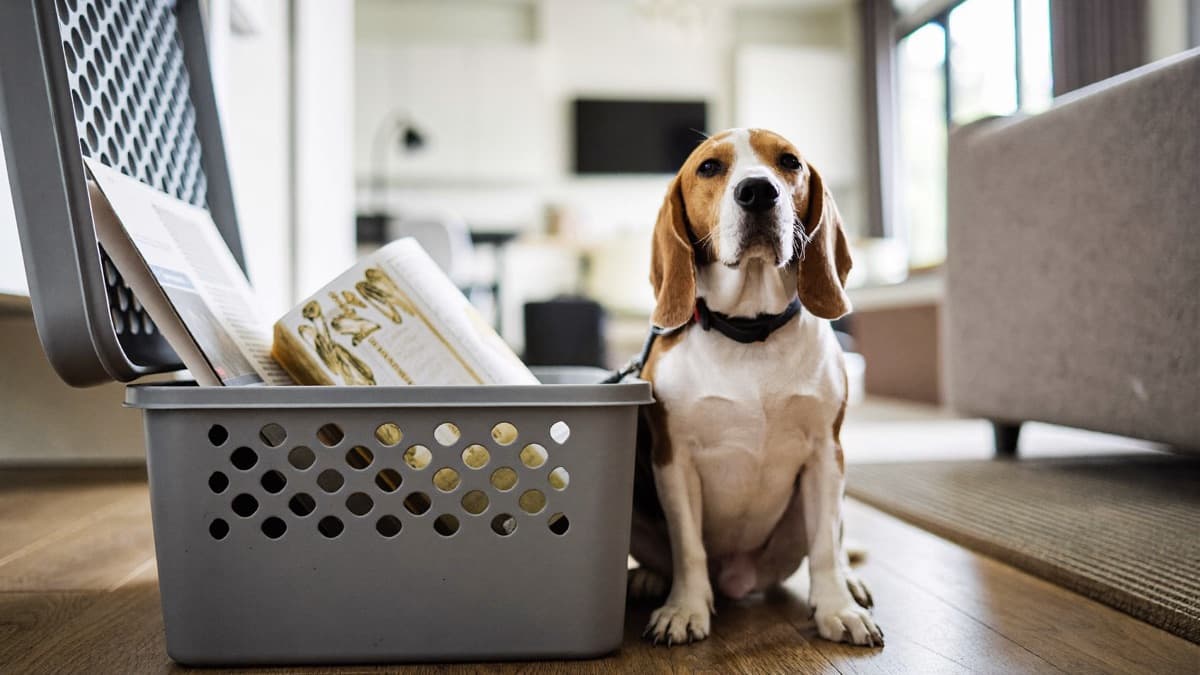 Exporting Pets From Singapore: AVS Licence, Steps, Fees 2026