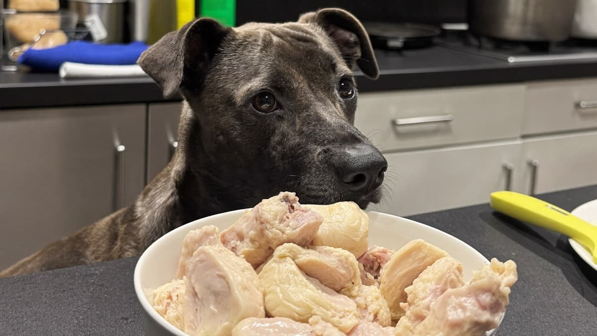 Food Allergies in Dogs: Chicken, Beef, and the Only Test That Actually Works