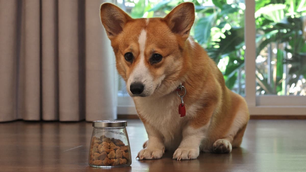How Many Treats Per Day Can a Dog Have? The 10% Rule in Practice