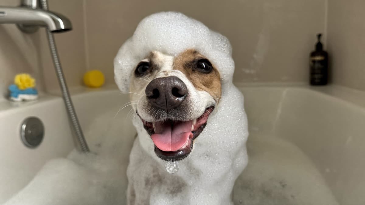 How Often Should I Bathe My Dog in a Humid Climate?